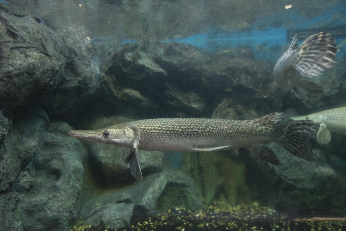 Der Fang deines Lebens - Monsterfische lauern in Phang Nga - 180-Kilo-Giganten, urzeitliche Raubfische und ein Angelabenteuer zwischen Thailands spektakulären Kalksteinfelsen Symbolfoto 8