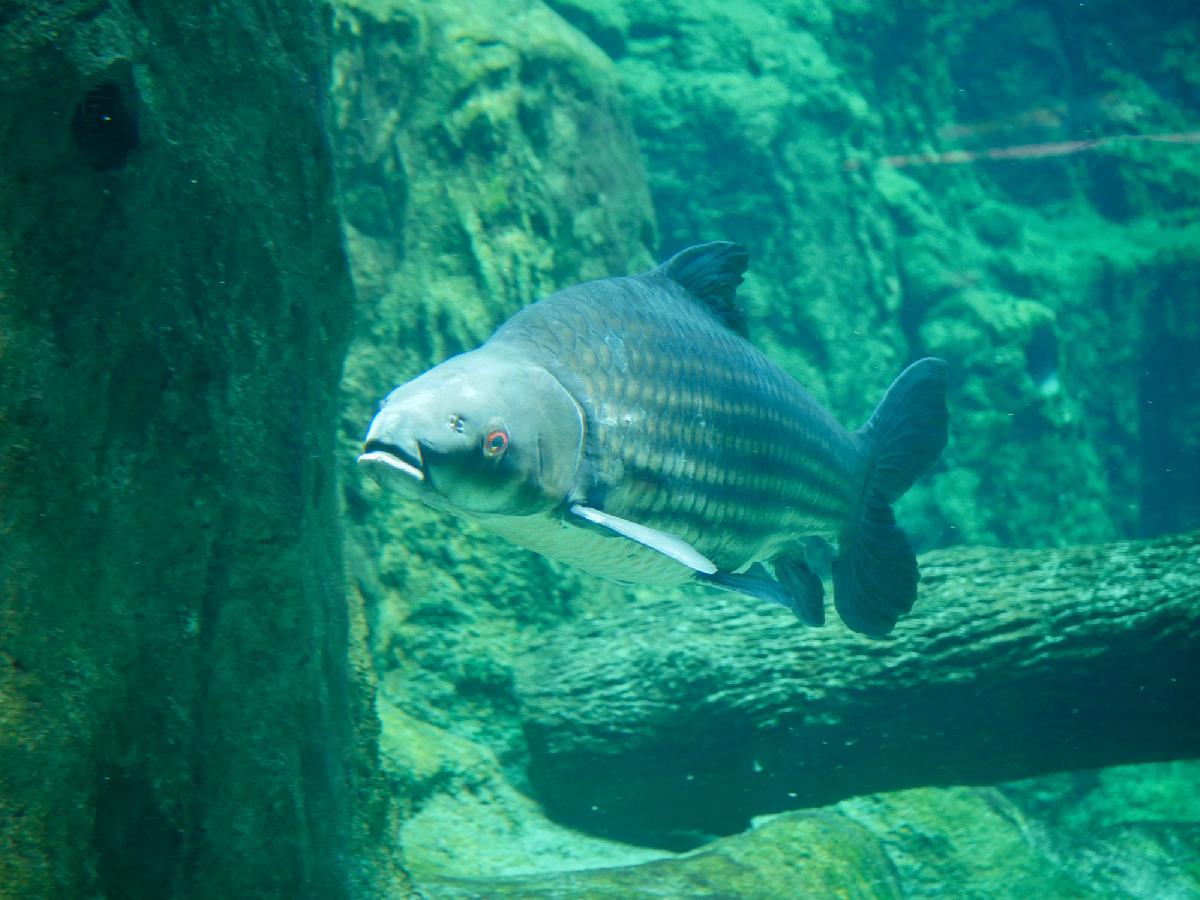 Der Fang deines Lebens - Monsterfische lauern in Phang Nga - 180-Kilo-Giganten, urzeitliche Raubfische und ein Angelabenteuer zwischen Thailands spektakulären Kalksteinfelsen Symbolfoto 9