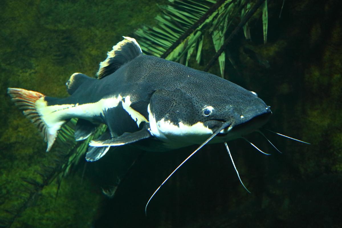 Der Fang deines Lebens - Monsterfische lauern in Phang Nga - 180-Kilo-Giganten, urzeitliche Raubfische und ein Angelabenteuer zwischen Thailands spektakulären Kalksteinfelsen Symbolfoto 10