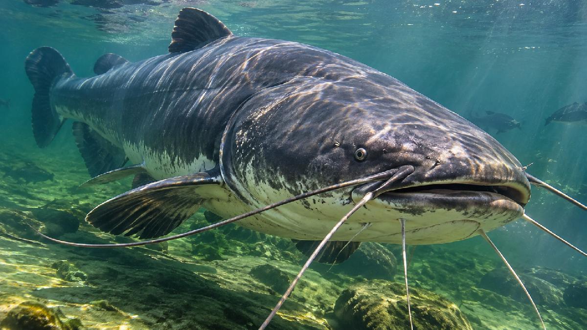Der Fang deines Lebens - Monsterfische lauern in Phang Nga - 180-Kilo-Giganten, urzeitliche Raubfische und ein Angelabenteuer zwischen Thailands spektakulären Kalksteinfelsen Symbolfoto 11