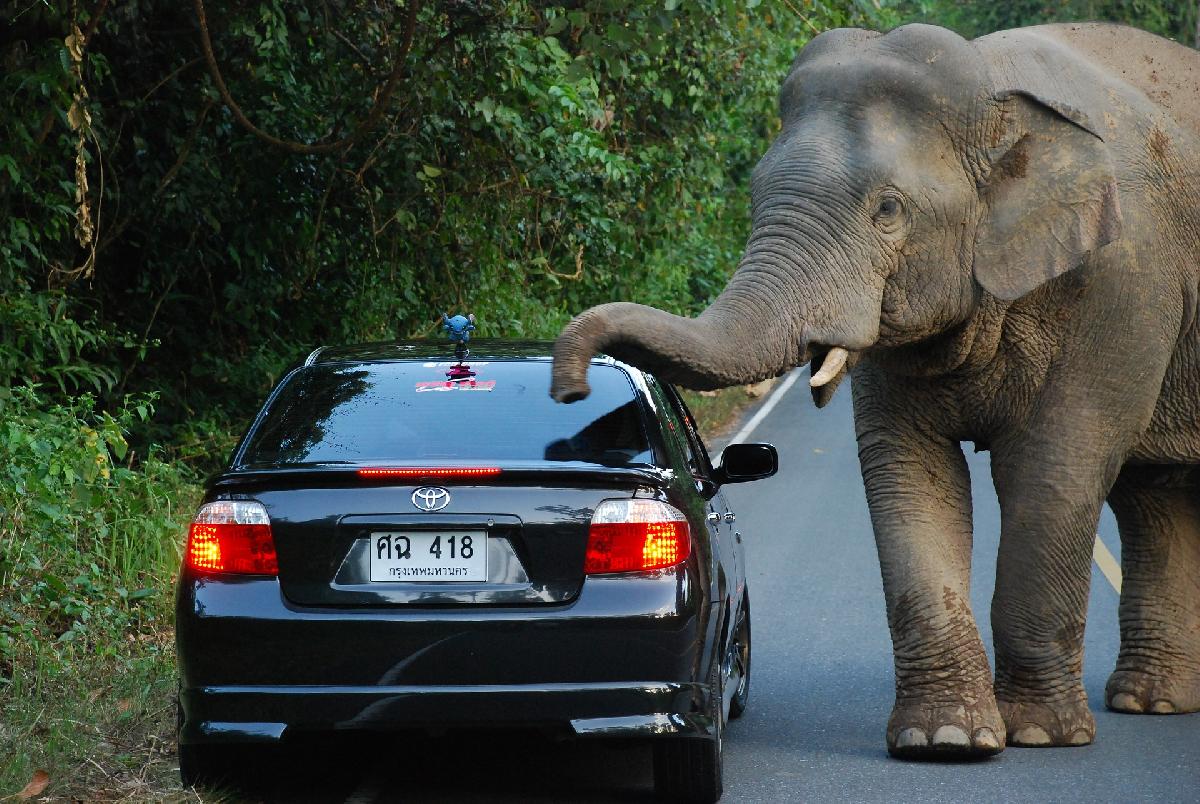 Der lange Marsch der Elefanten - Fünf arbeitslose Elefanten wandern 500 Kilometer von Pattaya nach Surin Bild 1