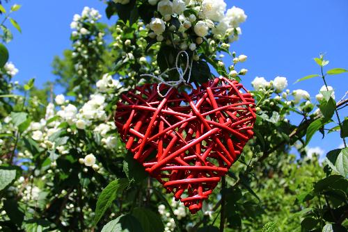 Bild Die Geschichte einer kleinen wei�en Blume der Liebe