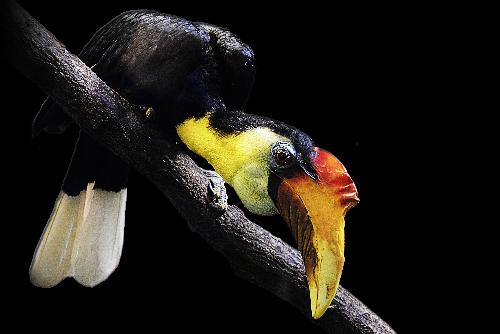 Tucan - Nashornvogel in Thailand