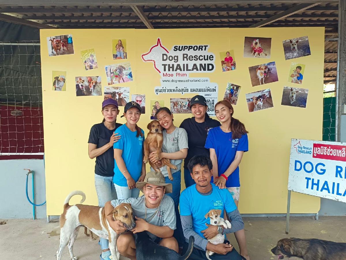 Die Retter der Hunde - Dog Rescue Thailand - Aufopfernd! Futterhilfe, Sterilisationskampagnen, Notoperationen und viel Liebe Bild 3