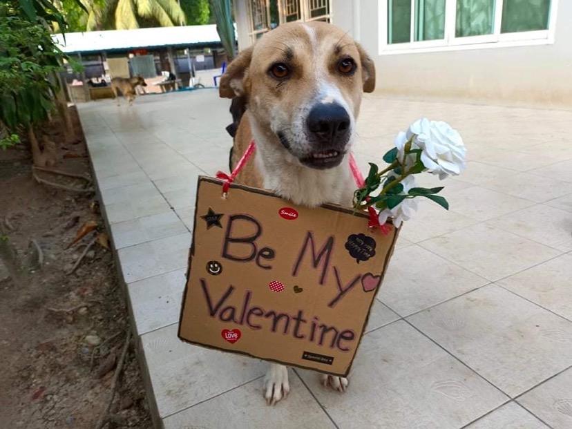Die Retter der Hunde - Dog Rescue Thailand - Aufopfernd! Futterhilfe, Sterilisationskampagnen, Notoperationen und viel Liebe Bild 4
