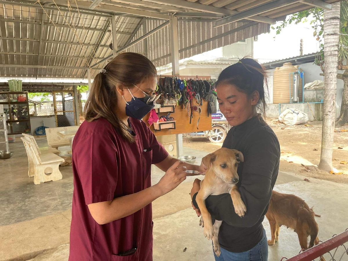 Die Retter der Hunde - Dog Rescue Thailand - Aufopfernd! Futterhilfe, Sterilisationskampagnen, Notoperationen und viel Liebe Bild 5