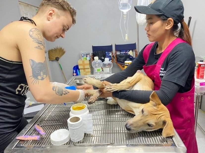 Die Retter der Hunde - Dog Rescue Thailand - Aufopfernd! Futterhilfe, Sterilisationskampagnen, Notoperationen und viel Liebe Bild 6