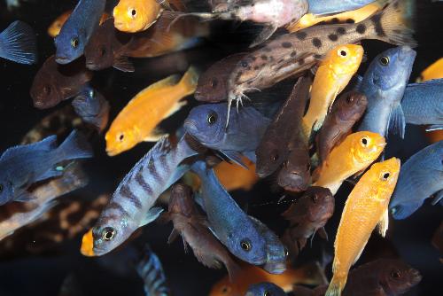 Die thailndische Antwort auf invasive Arten - Reisenews Thailand - Bild 1