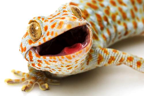 Bild Drama im Badezimmer: Geckos nehmen Urlauberin als Geisel