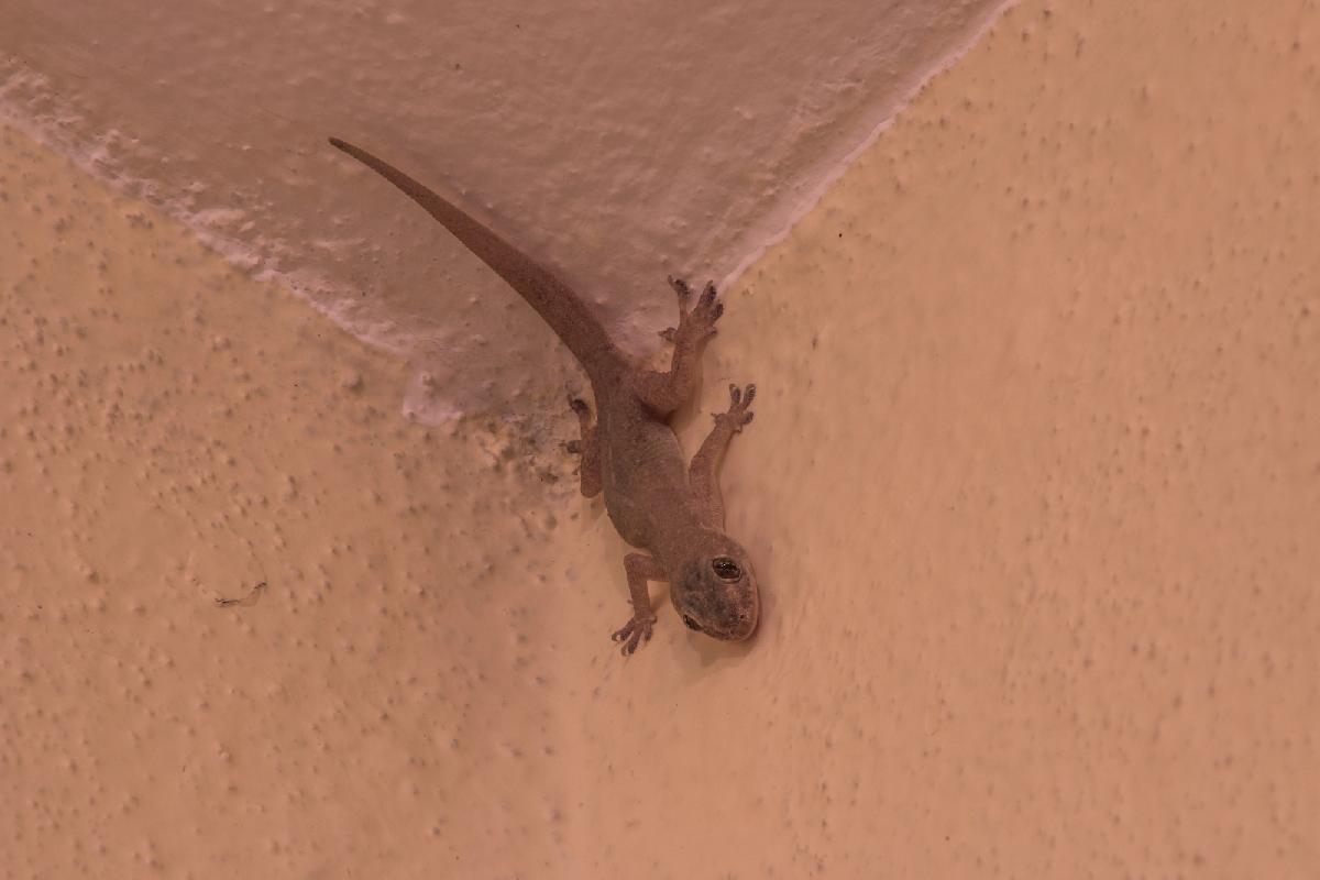 Drama im Badezimmer: Geckos nehmen Urlauberin als Geisel - Koh Larn Horror Resort: Gecko sitzt an Wand und weigert sich zu verschwinden 😎 Symbolfoto 1