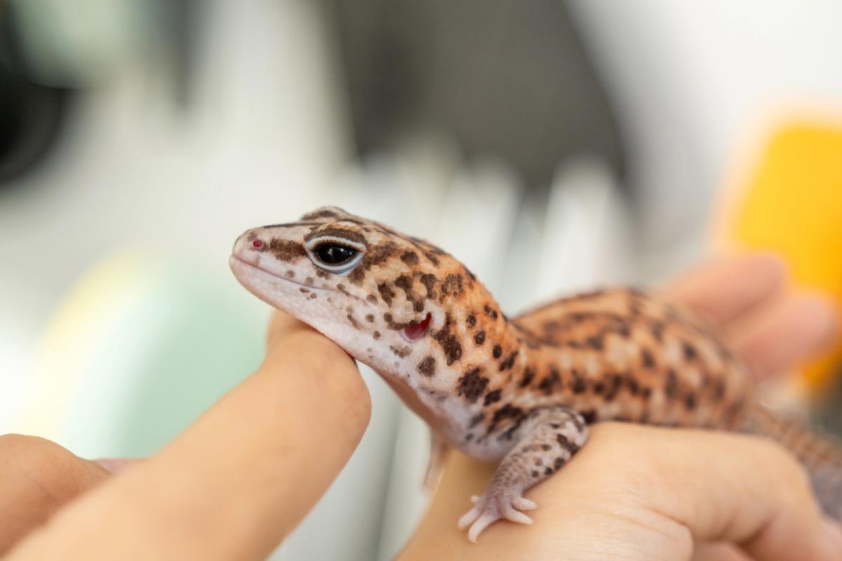 Drama im Badezimmer: Geckos nehmen Urlauberin als Geisel - Koh Larn Horror Resort: Gecko sitzt an Wand und weigert sich zu verschwinden 😎 Symbolfoto 2