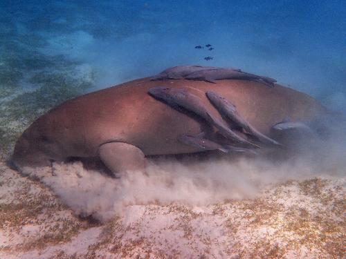 Bild Dugong, die Seekuh in Thailand