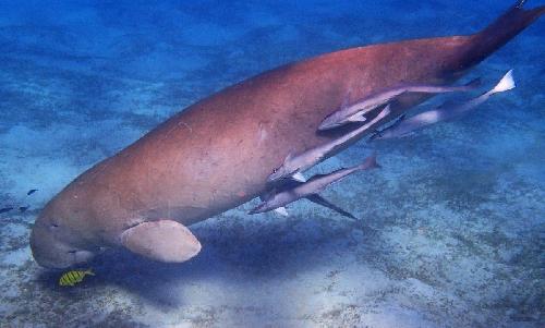 Bild Dugong-Population in Thailand nimmt zu