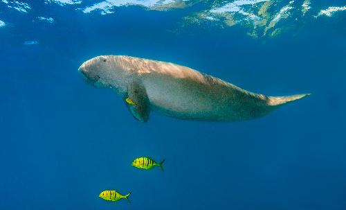 Dugongs: Thailands sanfte Riesen kmpfen ums berleben - Reisenews Thailand - Bild 1