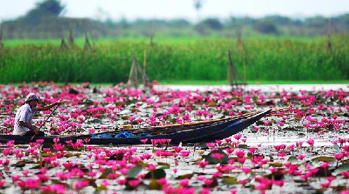 Pink Lotus - Picture by Eternally9