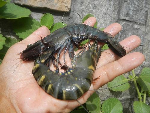 Black Tiger Prawn - Picture by courtesy of Judgefloro