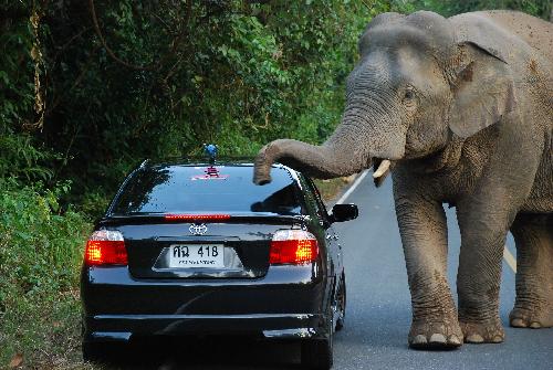 Bild Elefanten bekommen eine Mitfahrgelegenheit