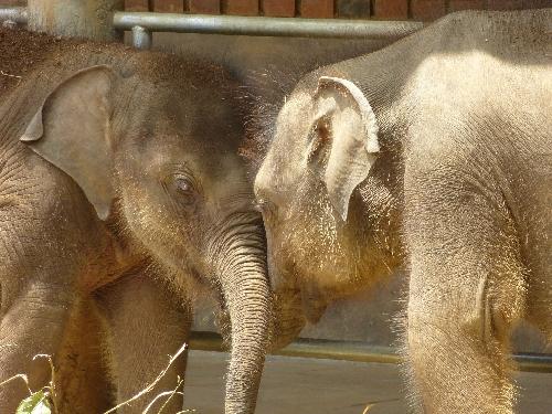 Bild Elefanten in Not - Regierung tatenlos