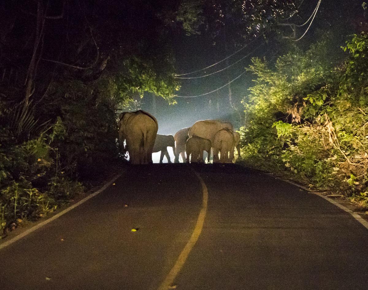 Elefanten, YouTuber und ein Ex-Parkbeamter - Ärger im Nationalpark - 🐘 Wenn der Ex-Parkexperte den Elefanten erklärt, wie Khao Yai funktioniert Symbolfoto 1