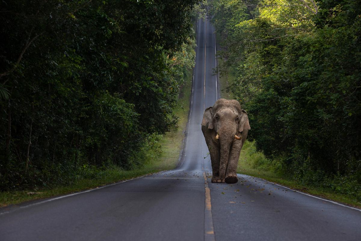 Elefanten, YouTuber und ein Ex-Parkbeamter - Ärger im Nationalpark - 🐘 Wenn der Ex-Parkexperte den Elefanten erklärt, wie Khao Yai funktioniert Symbolfoto 2