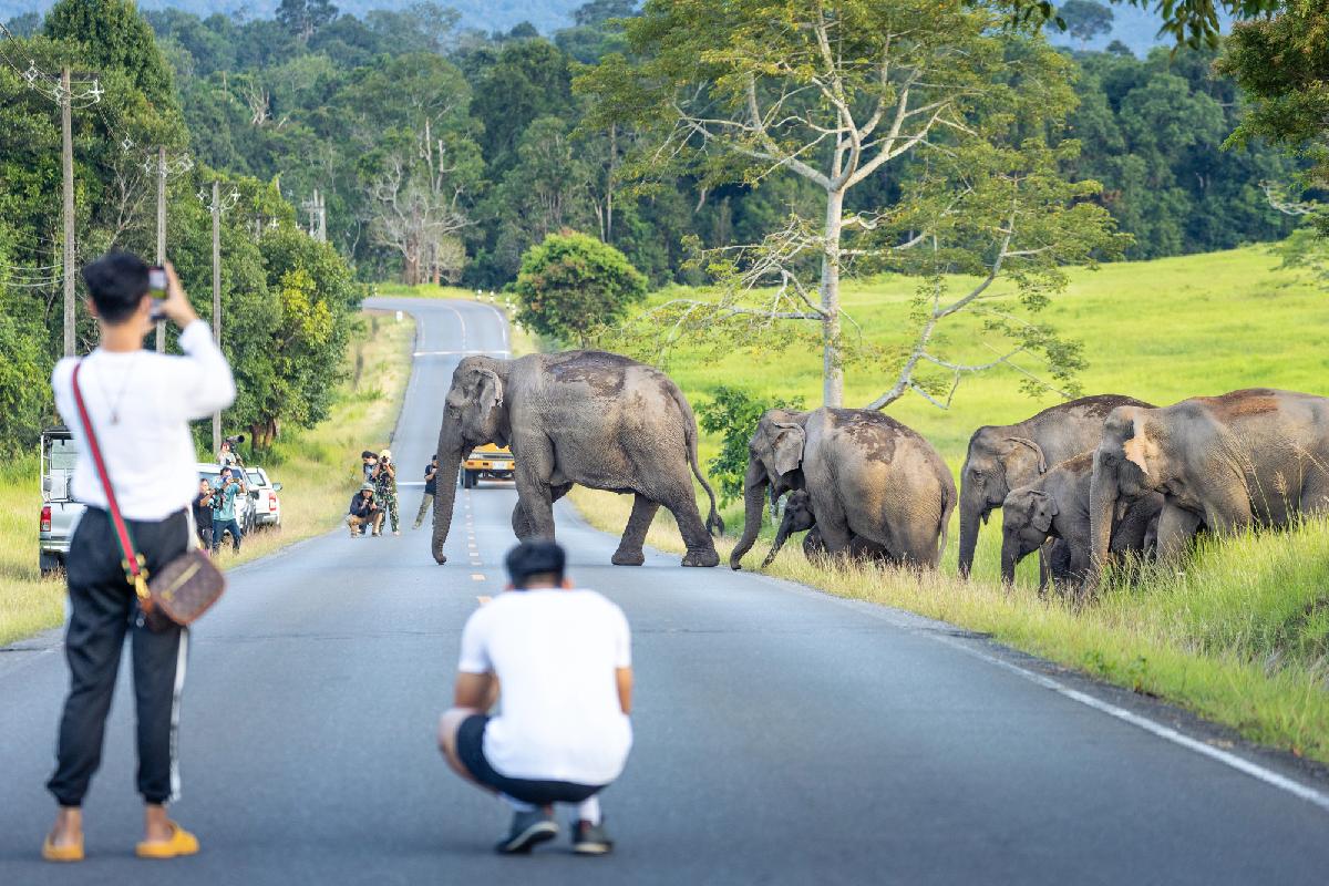 Elefanten, YouTuber und ein Ex-Parkbeamter - Ärger im Nationalpark - 🐘 Wenn der Ex-Parkexperte den Elefanten erklärt, wie Khao Yai funktioniert Symbolfoto 3