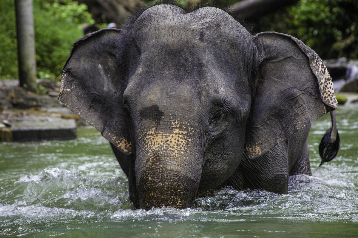 Elefanten, YouTuber und ein Ex-Parkbeamter - Ärger im Nationalpark - 🐘 Wenn der Ex-Parkexperte den Elefanten erklärt, wie Khao Yai funktioniert Symbolfoto 4