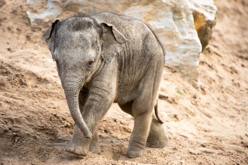 Bild Elefantenbaby vor dem sicheren Tod bewahrt