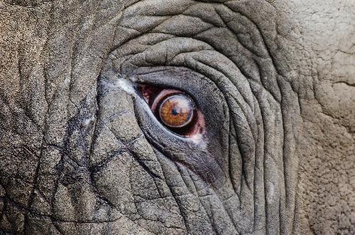 Bild Elefantenbulle an Sepsis durch Gewehrkugeln verendet 