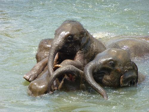 Elefanten-Auffangstationen - Die grosse Lge der Sanctuaries! Thailand