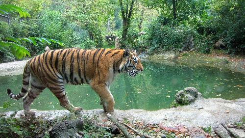 Elf Zootiger finden in Schutzgebiet ein neues Leben - Reisenews Thailand - Bild 1