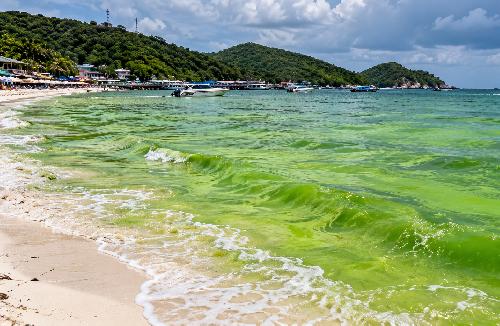 Bild Entwarnung Pattaya: Gr�nes Meer vor Koh Larn nicht giftig