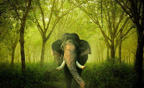 Erneut tdlicher Elefantenangriff im Nam Nao Nationalpark - Reisenews Thailand - Bild 1