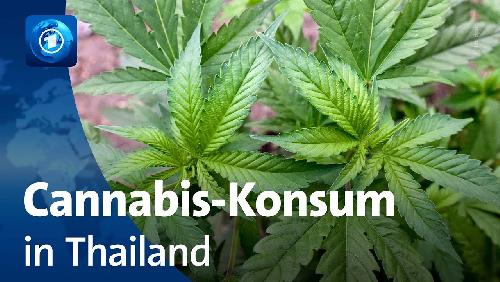 Ernüchterung nach Legalisierung - Cannabis in Thailand - Dokumentation Tagesschau - ARD (6:23 min) Bild Ernüchterung nach Legalisierung - Cannabis in Thailand