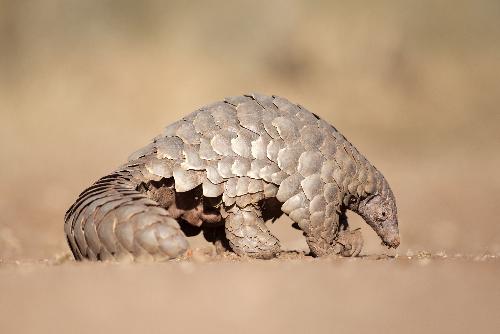 Erschreckender Fund - Schuppen von tausenden Pangolins - Reisenews Thailand - Bild 1