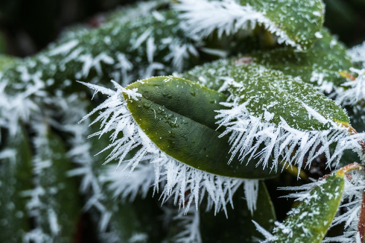 Frost statt Tropen: Thailands höchster Berg im Wintermodus - Von Sonnentempel zu Eiskönigreich: Doi Inthanon überrascht mit Rekordkälte Symbolfoto 2