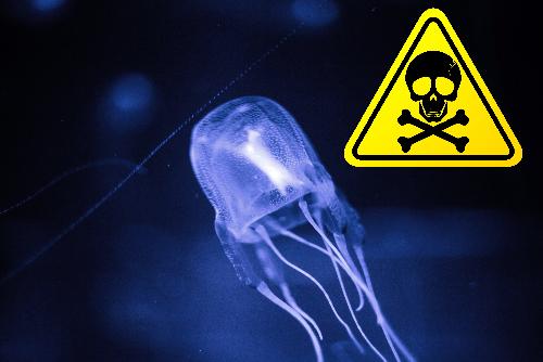 Bild Gefahr im Wasser: Hochgiftige Quallen an Phukets Westkste