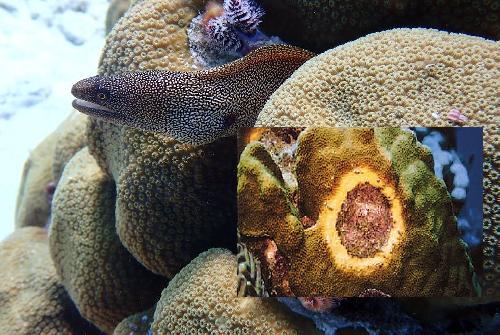 Bild Gelbband-Krankheit bei Korallen breitet sich aus