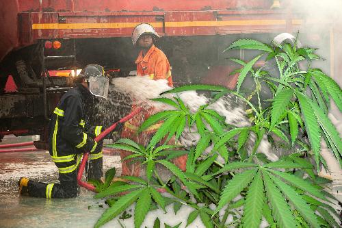 Gras in Flammen - Brand in Cannabis-Farm in Pattaya - Reisenews Thailand - Bild 1