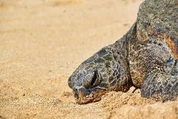 Bild Hotel schützt Meeresschildkrötennest