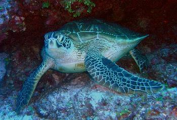 Hotel schützt Meeresschildkrötennest - Thailand Blog - Bild 2