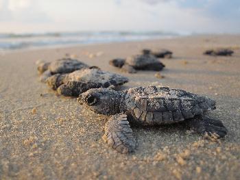 Hotel schützt Meeresschildkrötennest - Thailand Blog - Bild 4