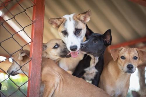 Impfung und Kastration von Strassenhunden - Thailand Blog - Bild 2