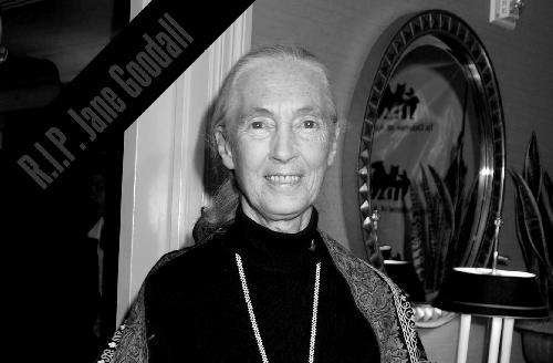 Jane Goodall - Die Frau, die der Welt das Zuhren beibrachte - Reisenews Thailand - Symbolfoto 1