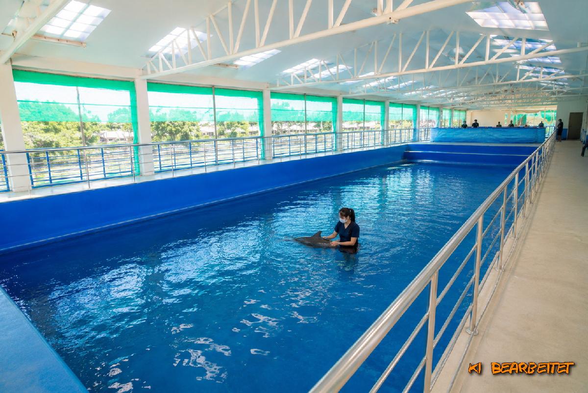Kleiner Delfin kämpft in Phuket ums Überleben - 🐬 Lifeguards werden Lebensretter: Delfinbaby erhält 24h-Pflege Symbolfoto 2