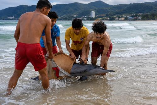 Bild Kleiner Delfin kämpft in Phuket ums Überleben