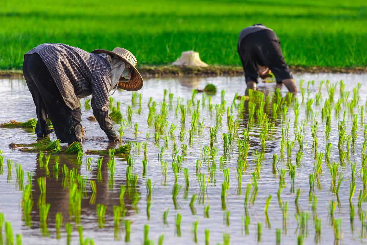 Klimarisikokarten sollen Thailand vor El Niño schützen - Wo drohen Dürre und Überschwemmungen? Thailand erstellt Risikokarten Symbolfoto 2