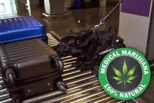 Bild Koffer, Kraut und keine Genialit�t - Cannabisimporteure vor Gericht