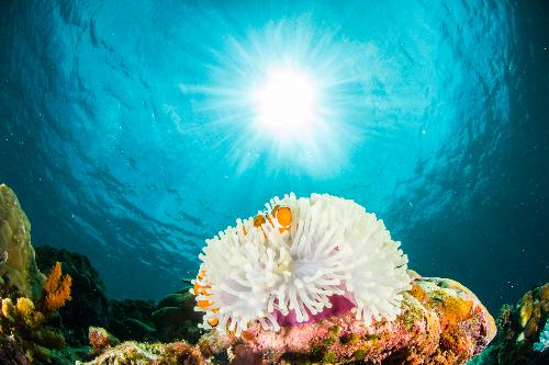Korallenbleiche im Ang Thong Marine Park - Reisenews Thailand - Bild 1