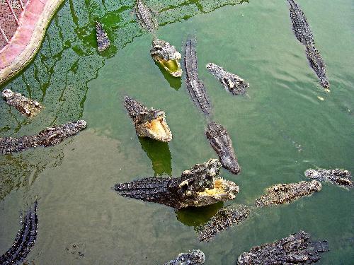 Krodkodile bei berschwemmungen aus Farm entkommen - Reisenews Thailand - Bild 2