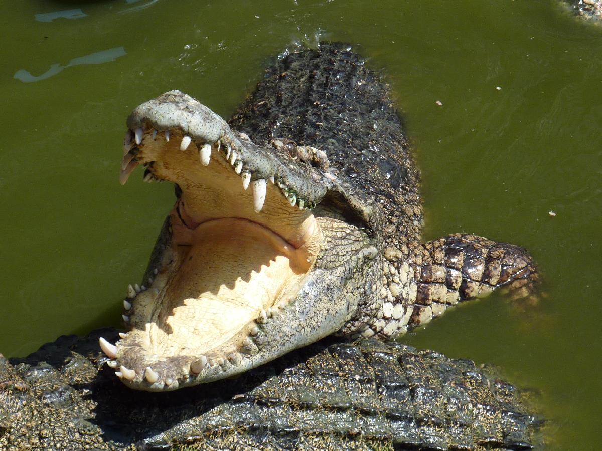 Vorsicht, Krokodile sind nicht nur etwas bissig, sondern auch extrem schnell